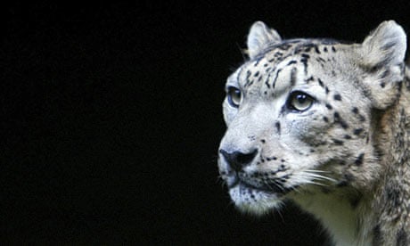 Endangered snow leopard