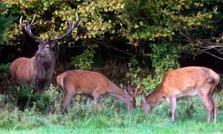 The Emperor of Exmoor guards a pair of female deer at the start of this autumn's mating season.