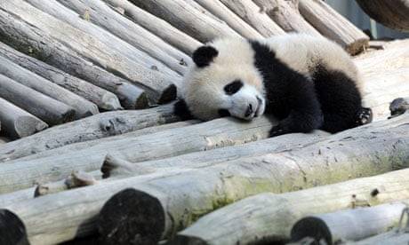 The Way of the Panda: The Curious History of China's Political Animal by Henry Nicholls – review | Science and nature books | The Guardian The Way of the Panda: The Curious History of China's Political Animal by Henry Nicholls – review | Science and nature books | The Guardian