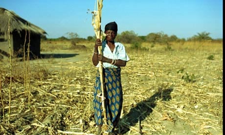 woman farmer with her failed maize crop