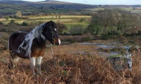 Dilemma on the moor: The truth about pony slaughter on Dartmoor, Wildlife