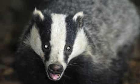 Badger cull challenge rejected