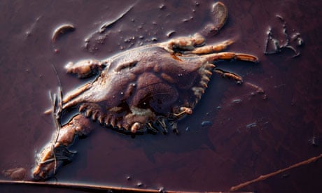 A dead crab sits among the oil from the Deepwater Horizon oil spill