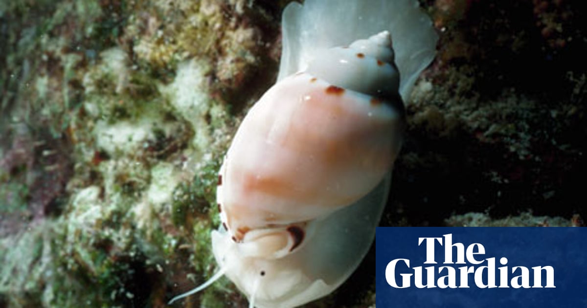 Download Schnackenberg Desktop Wallpaper Schnackenberg