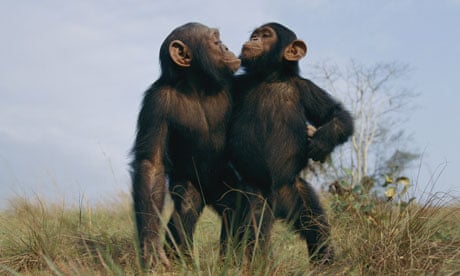 Two male chimpanzees