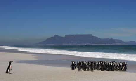 A group of about 100 African penguins are released into the sea near Cape Town