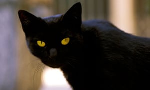 Italian Cat Inherits 10m Fortune World News The Guardian