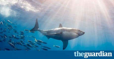 Plan to kill great white sharks that swim too close to Australian