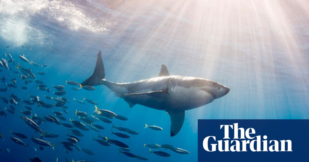 Plan To Kill Great White Sharks That Swim Too Close To Australian Beaches Marine Life The Guardian