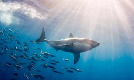 Great White Shark Followed by Schooling Fish