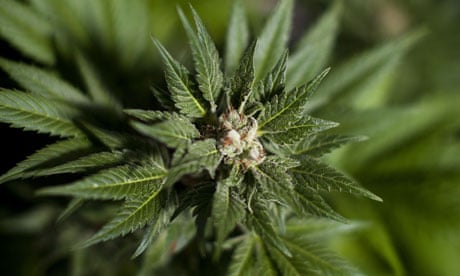 Cannabis plants for medicinal purposes