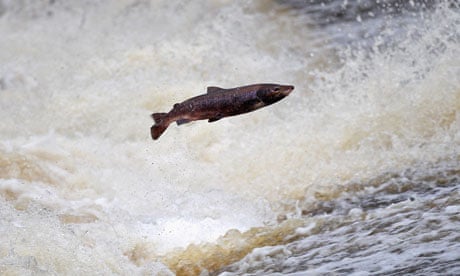 Salmon Return Upstream To Spawn 
