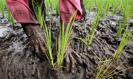 Food Poor Countries in Poor Countries
