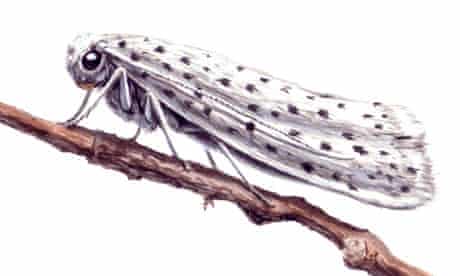 bird-cherry ermine moth