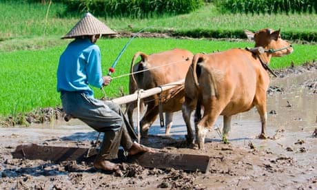 An Indonesian rice farmer uses oxen and a wooden plough to work the land.