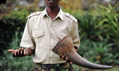 Kenyan wildlife official with rhino tusk