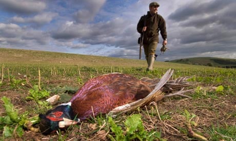 Pheasant shooting 