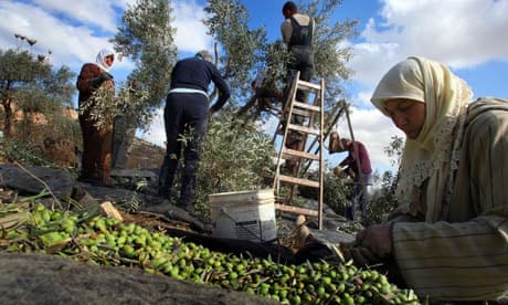 The olive harvest