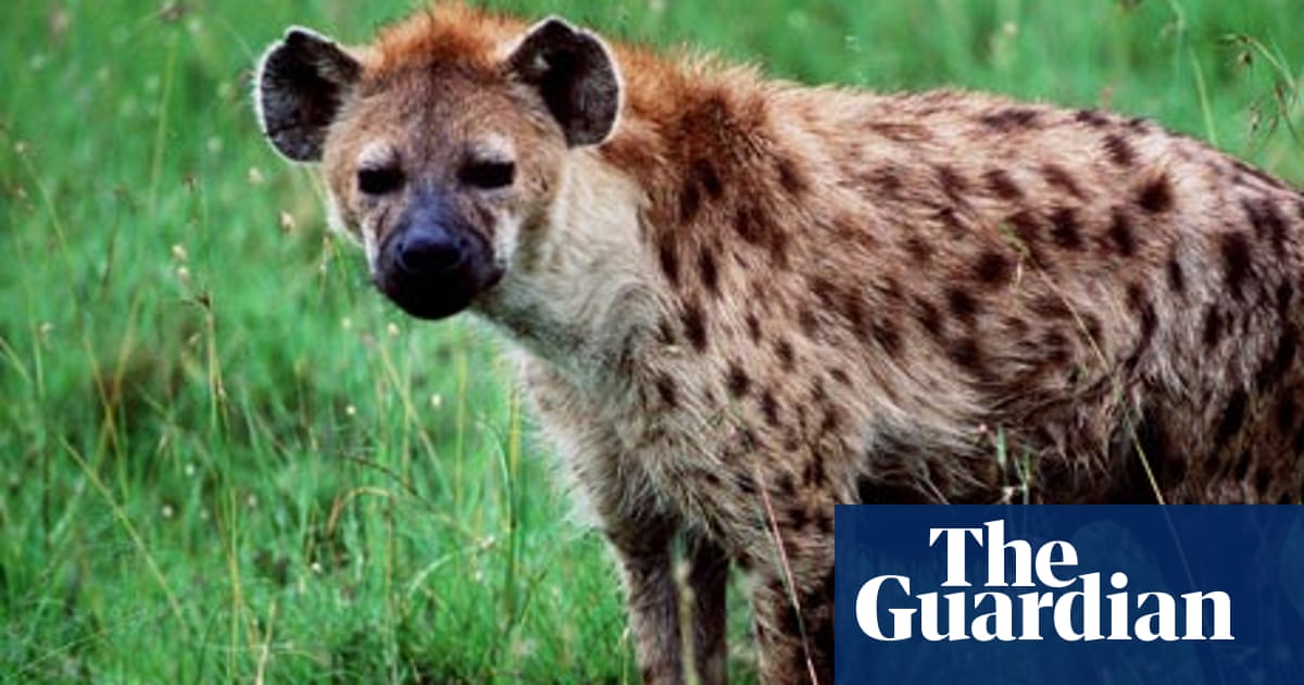 The hyena is my favourite – my totem – animal' | Books | The Guardian