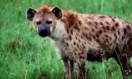 The hyena is my favourite – my totem – animal' | Books | The Guardian