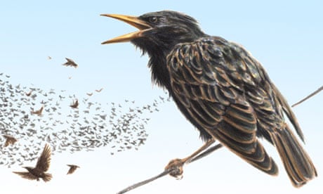 Starling for bridwatch
