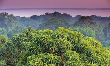 Amazon rainforest treetops