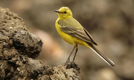 The yellow wagtail, on the endangered list