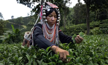 Harvesting tea in Thailand