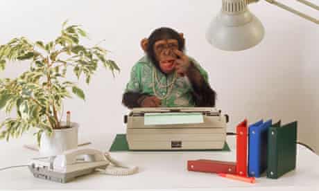Savanna chimpanzee in the office / Pan troglodytes