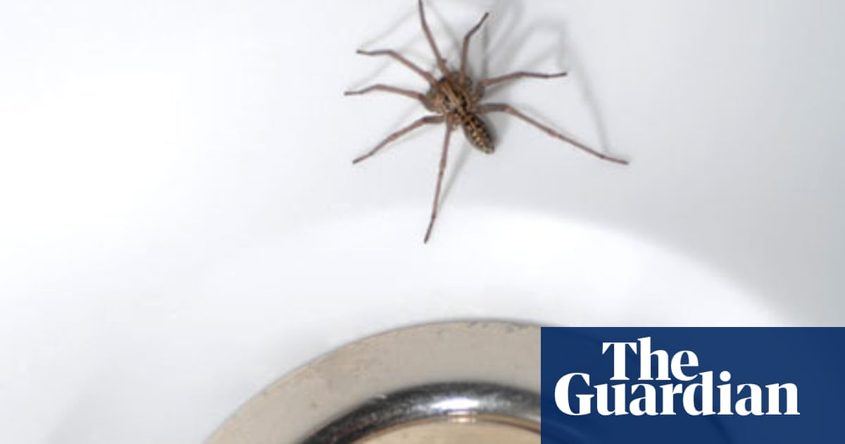 Notes And Queries How Long Do House Spiders Live Wildlife The Guardian Notes And Queries How Long Do House Spiders Live Wildlife The Guardian