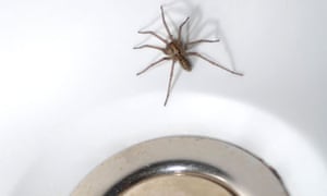 Notes And Queries How Long Do House Spiders Live Life And