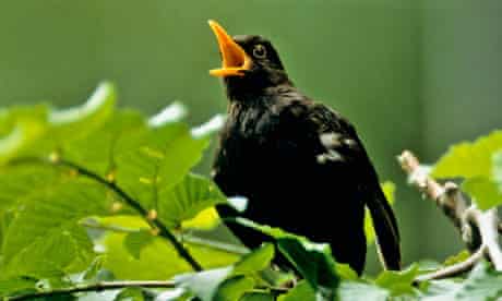 blackbird where do garden birds go in summer