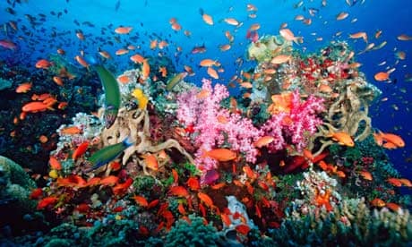 A tropical coral reef 