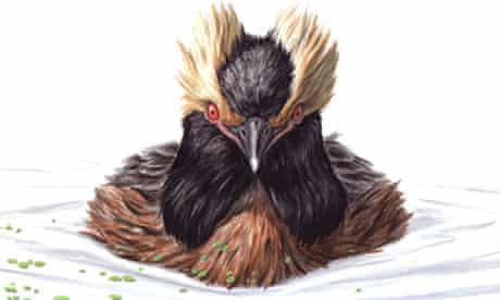 Slavonian Grebe - Podiceps auritus for July Birdwatch