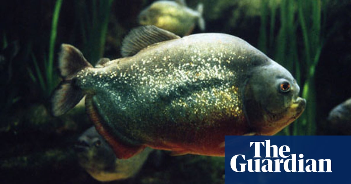 The Boy Who Swam With Piranhas By David Almond Review Books the boy who swam with piranhas by david