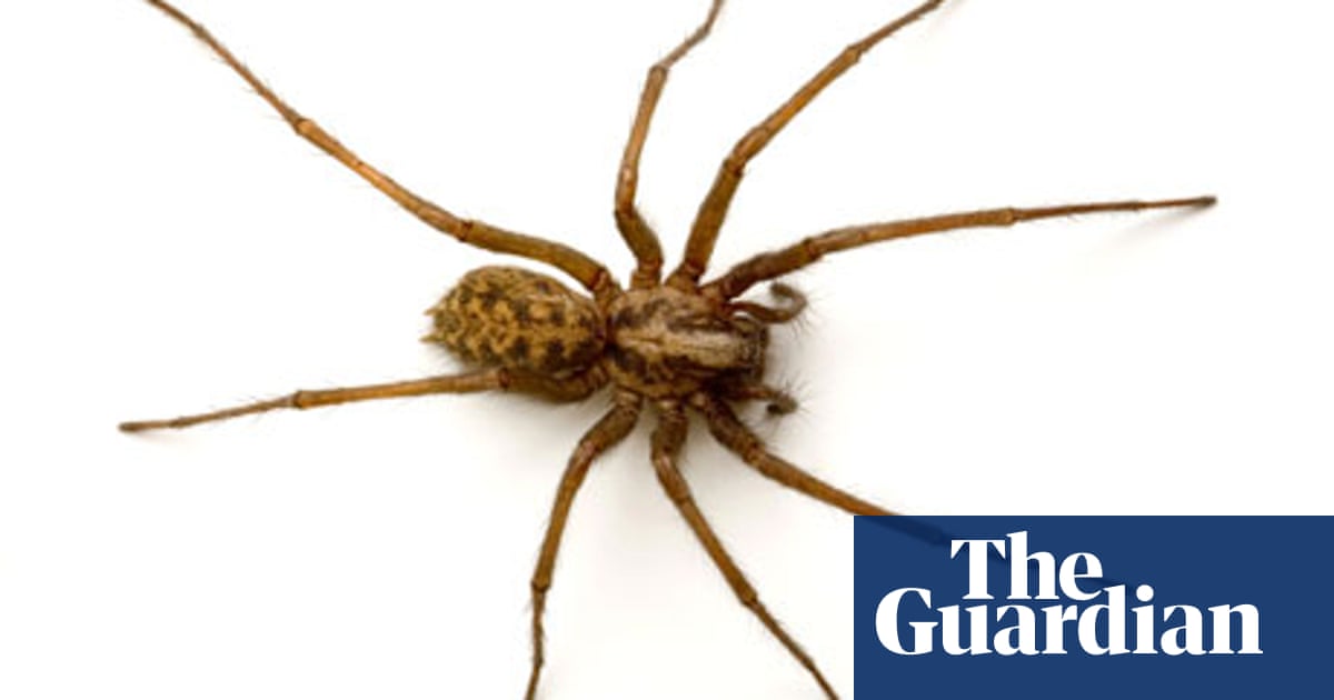 Specieswatch There Came A Big Spider Who Fell In The Bath Environment The Guardian