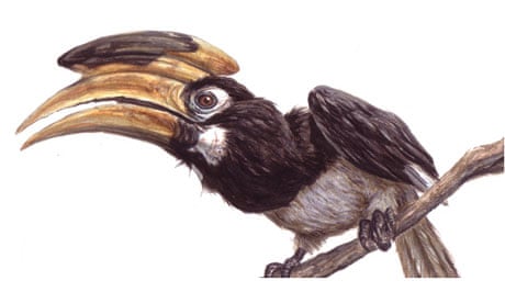 Pied Hornbill for September birdwatch