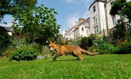 An urban fox in a town garden during daylight.