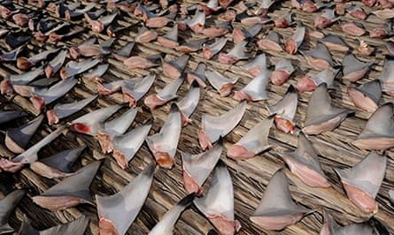 Shark fins spread out to dry on the edge of the Arabian desert.