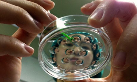 A researcher demonstrates the process to clone a pig in a laboratory in Taichung