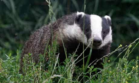 A badger 