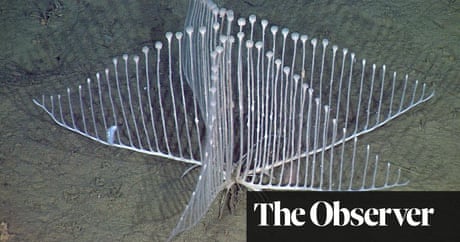 New to nature special: the top 10 new species