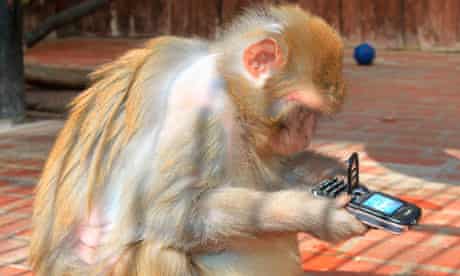 A monkey playing with a mobile phone