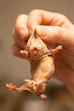 A naked mole rat held by Dr Chris G Faulkes
