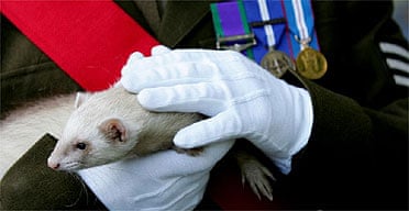A ferret at the opening of the Imperial War Museum's exhibition The Animals' War
