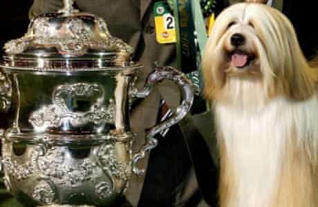 Crufts Best in Show 2007 winner Willy