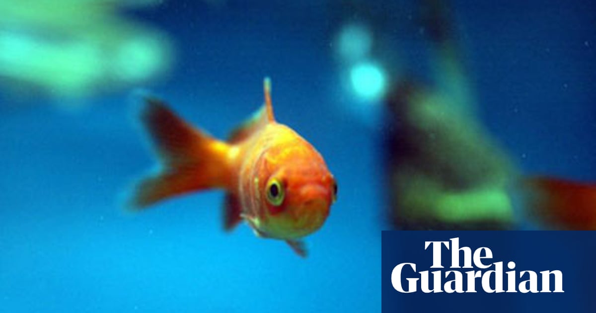 Keeping lake fish in an aquarium Keeping lake fish in an aquarium