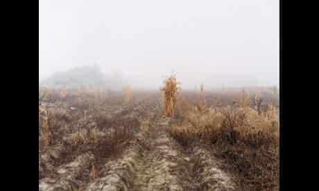 Changing climate ... image of a field from Oxbow Archive. Photograph: © Joel Sternfeld