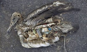 Albatross chick in Midway toll posioned by plastic