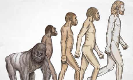 Evolution from ape to human being